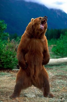 a large brown bear standing on its hind legs with it's mouth wide open