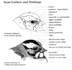 the diagram shows different types of feathers and markings on each bird's head, neck, and eye