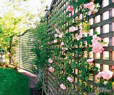 pink roses growing on the side of a fence