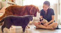 a woman sitting on the floor with two dogs and a cat in front of her