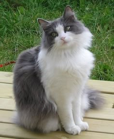 a gray and white cat sitting on top of a wooden table next to green grass