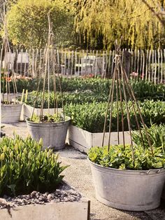 several pots with plants in them on the ground