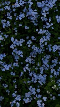 small blue flowers are growing in the grass with green leaves on it's sides