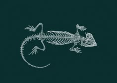 a lizard skeleton is shown on a green background