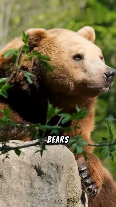 a brown bear sitting on top of a rock next to green leaves and trees with the caption bears