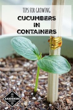 a close up of a plant with the words tips for growing cucumbers in containers