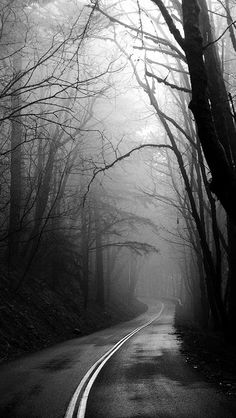 an empty road surrounded by trees in the fog