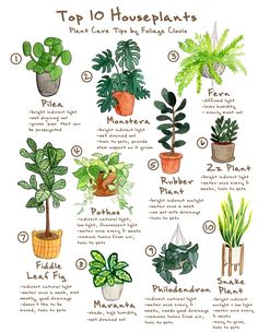 an illustrated guide to houseplants for beginners