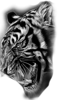 a black and white drawing of a tiger's face