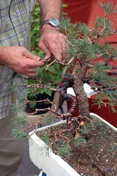 a man is trimming the branches of a small pine tree in a potted planter