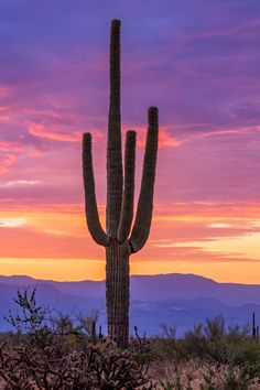 Arizona Desert Sunrise Image With Cactus Desert Cactus Photography, Sunrises Aesthetic, Sunrise Drawing, Desert Scenes, Sunrise Background, Cactus Paintings, Desert Sunrise, Cactus Drawing, Arizona Sunset