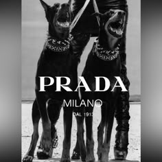 two dogs standing next to each other with the words prada written on their collars