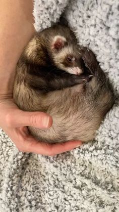 a person holding a ferret in their hands