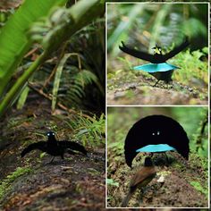 several pictures of different birds in the woods with blue and black colors on their wings