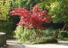 a tree with red leaves in the middle of a park area next to a wooden fence