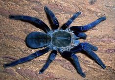 a large blue spider sitting on top of a wooden table