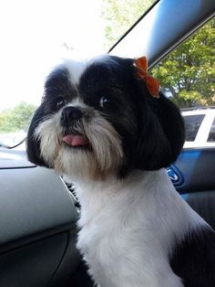 a small black and white dog sitting in the back seat of a car