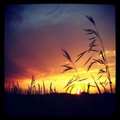 the sun is setting behind some tall grass