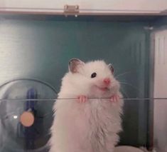 a white hamster standing on its hind legs