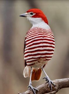 a red and white bird sitting on top of a tree branch