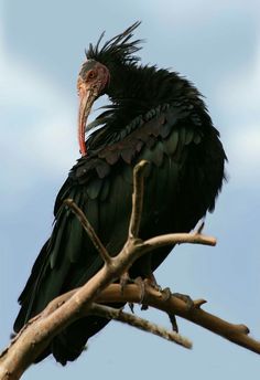 a large black bird sitting on top of a tree branch next to a blue sky