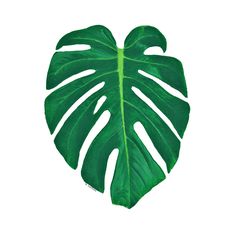 a large green leaf on a white background