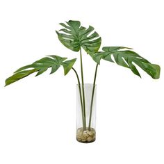 a plant in a glass vase filled with rocks