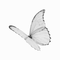 a white butterfly flying through the air