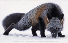 a fox in the snow looking for food