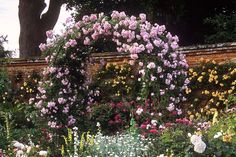 a garden filled with lots of flowers next to a tree