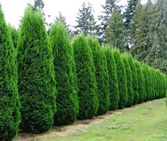 a row of trees in the middle of a field