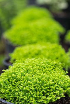 small green plants in black plastic pots