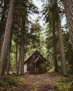 an old cabin in the woods surrounded by tall trees