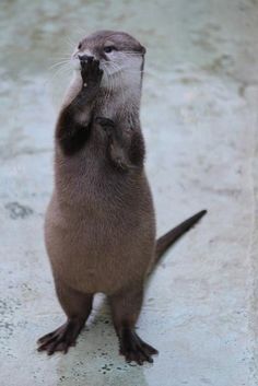 an otter is standing on its hind legs