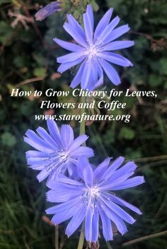 two blue flowers with the words how to grow cherry for leaves, flowers and coffee