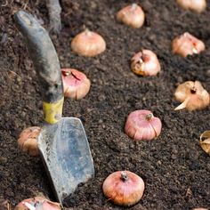 an image of garlic being picked from the ground with a trowel in it