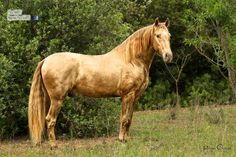 a brown horse standing on top of a grass covered field next to trees and bushes