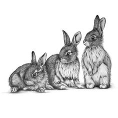 three rabbits are sitting next to each other