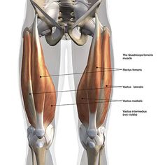 the muscles are shown in this diagram, and there is also an image of the lower limb