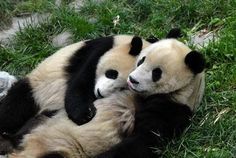 two panda bears cuddle together in the grass