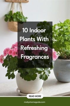 three potted plants with the words 10 indoor plants with refreshing fragrances