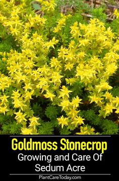 yellow flowers with the words goldmoss stonecrop growing and care of sedum