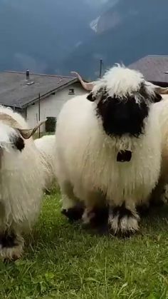 three black and white sheep standing on top of a grass covered field next to houses