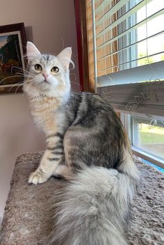 a grey and white cat sitting on top of a window sill next to a window