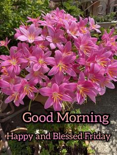 pink flowers in a pot with the words good morning happy and blessed friday