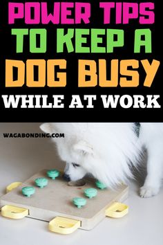 a white dog playing with toys on top of a wooden board that says, power tips to keep a dog busy while at work