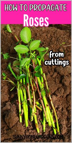 the cover of how to propagate roses from cuttings by sunflower seeds