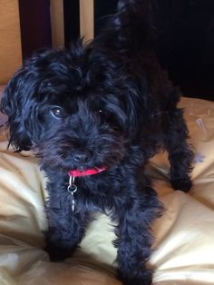 a small black dog sitting on top of a bed