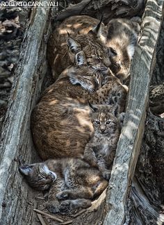 three cats are curled up in a nest on a tree trunk, with their heads turned to the side