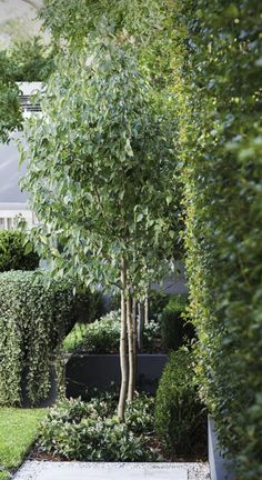 an outdoor garden with trees and bushes